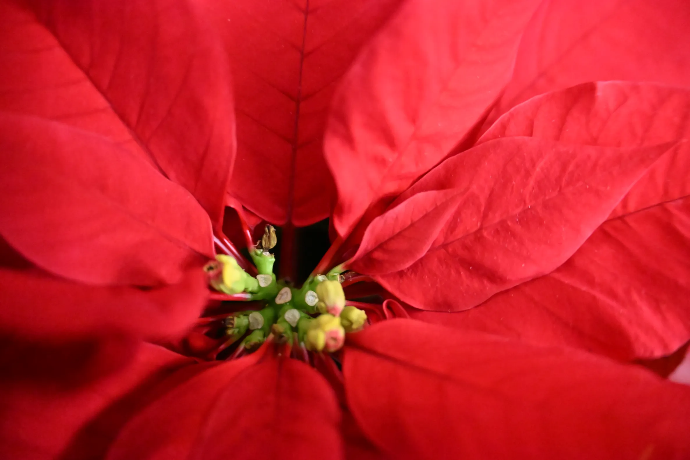 A photo of a flower zoomed in with a lot of detail